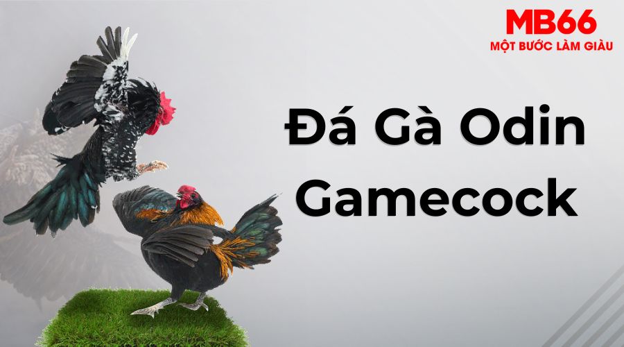 Đá Gà MB66 - Sân Chơi Chuyên Nghiệp Cho Anh Em Sư Kê Việt - UVION.WIN